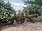 Brahma goudprijs hennen, Dieren en Toebehoren, Pluimvee, Vrouwelijk, Kip