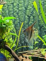 Maanvissen, Dieren en Toebehoren