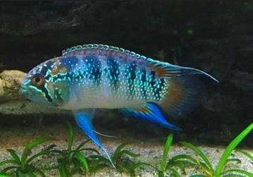 Ivanacara adoketa beschikbaar voor biedingen