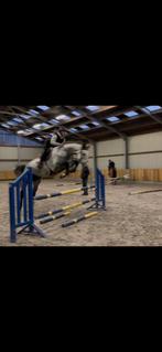 Project (spring)paard, Dieren en Toebehoren, Paarden, Springpaard, B, Gechipt, Ruin