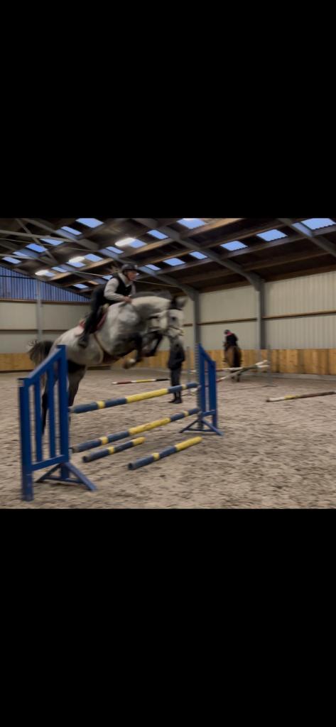 Project (spring)paard, Dieren en Toebehoren, Paarden, Ruin, B, 170 tot 175 cm, 3 tot 6 jaar, Springpaard, Met stamboom, Gechipt