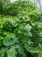 GROENTEPLANTEN OM TE PRIKKEN 1,50€ per stuk, Ophalen