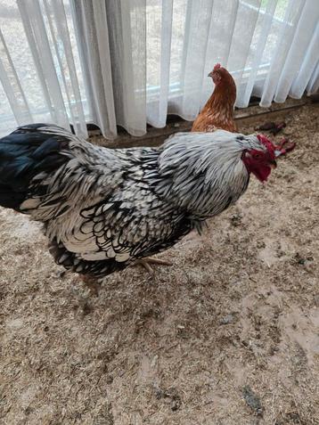 Broedeitjes wyandotte groothoender zwart zilver
