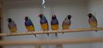 Gouldamadines te koop, Geringd