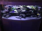 Aquarium met cichliden, Dieren en Toebehoren, Vissen | Aquaria en Toebehoren, Ophalen, Zo goed als nieuw, Gevuld zoetwateraquarium