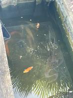 Koi, Karper of Koi