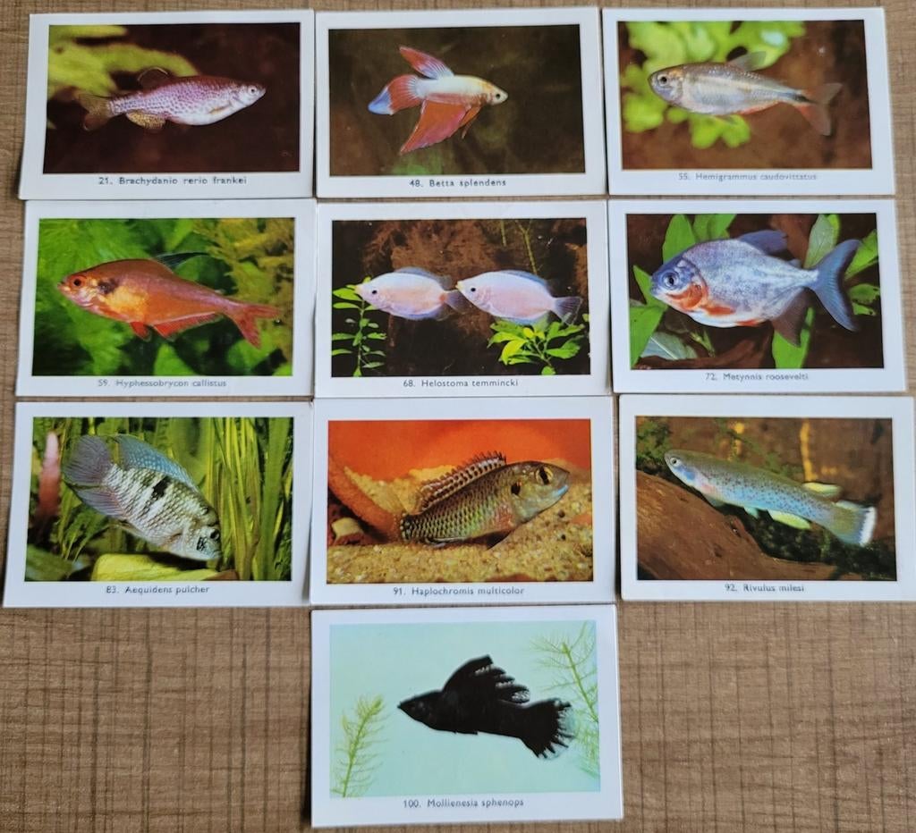 10 fotoprentjes: reeks Zo leer je vissen kennen (Rizla), Enlèvement ou Envoi, Comme neuf, Animal, Gravure