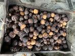 6 a 7 kg grote walnoten., Ophalen