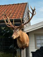 Mega groot hertenkop, Antiek en Kunst, Ophalen of Verzenden