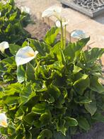 Plant d’arum blanches, Volle zon, Eenjarig, Zomer, Ophalen
