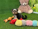 Yorkshire Terrier pups, Dieren en Toebehoren, Honden | Jack Russells en Terriërs, CDV (hondenziekte), Meerdere, 8 tot 15 weken