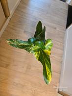 Anthurium Renaissance Variegated, Ophalen of Verzenden
