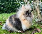 Leeuwenkopje voedster, Dieren en Toebehoren, Konijnen, Vrouwelijk, Dwerg, 0 tot 2 jaar