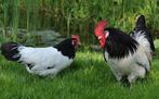 Lakenvelder kippen, Dieren en Toebehoren