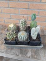 planten, Tuin en Terras, Ophalen of Verzenden, Vaste plant, Overige soorten, Volle zon