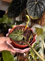 Philodendron gloriosum, Huis en Inrichting, Kamerplanten, Ophalen, Overige soorten, Halfschaduw, In pot