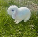Minilop konijnen, Dieren en Toebehoren, Meerdere dieren, Dwerg, Hangoor, 0 tot 2 jaar