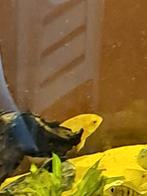 cichliden, Dieren en Toebehoren, Vissen | Aquariumvissen, Vis, Zoetwatervis, Schoolvis