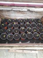 Tomaten, courgette en pompoen plantjes, Tuin en Terras, Planten | Tuinplanten, Ophalen