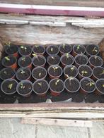 Plants de tomates, de courgettes, de concombres et de citrou, Jardin & Terrasse, Enlèvement