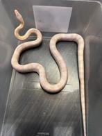 Korenslang, Dieren en Toebehoren, Met terrarium