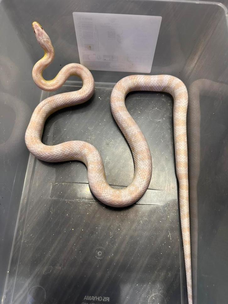 Korenslang, Dieren en Toebehoren, Reptielen en Amfibieën, Met terrarium