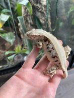 Wimpergekko lilly white vrouw Ruby