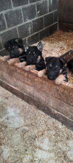 Duitse herder pups.,, Dieren en Toebehoren, België, Fokker | Hobbymatig, CDV (hondenziekte), 8 tot 15 weken