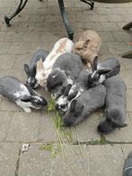 dwergkonijntjes, Dieren en Toebehoren, Juni, Meerdere dieren