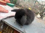 2 zusjes mini lop, Dieren en Toebehoren, Konijnen, Dwerg, Hangoor