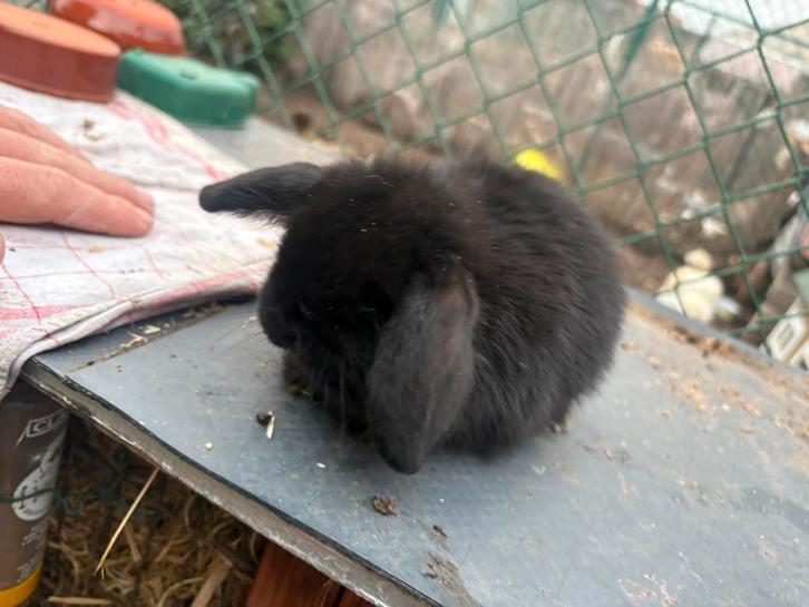 2 zusjes mini lop, Dieren en Toebehoren, Konijnen, Dwerg, Hangoor
