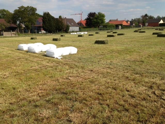 Voordroog hooi gewikkelde pakken 30 à 35 kg afhalen Achel, Animaux & Accessoires, Chevaux