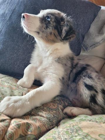 Border Collie pups geboren en opgroeiend in mijn huisje.  beschikbaar voor biedingen