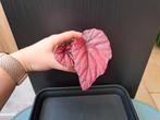 Begonia inca flame nr 44, Ophalen
