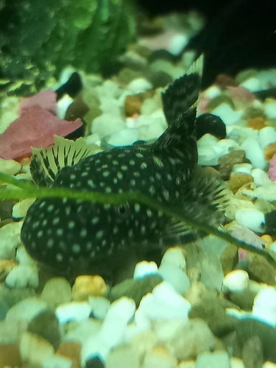 4 jonge zwarte ancistrus voor 12 euro, Dieren en Toebehoren, Vissen | Aquariumvissen