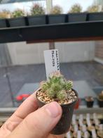 cactus mammillaria prolifera, Huis en Inrichting, Kamerplanten, Cactus, Minder dan 100 cm, Ophalen of Verzenden, Bloeiende kamerplant