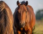 Hele lieve 2jarige quarter merrie, Animaux & Accessoires, Chevaux, Cheval western, 0 à 2 ans, Jument, Non dressé