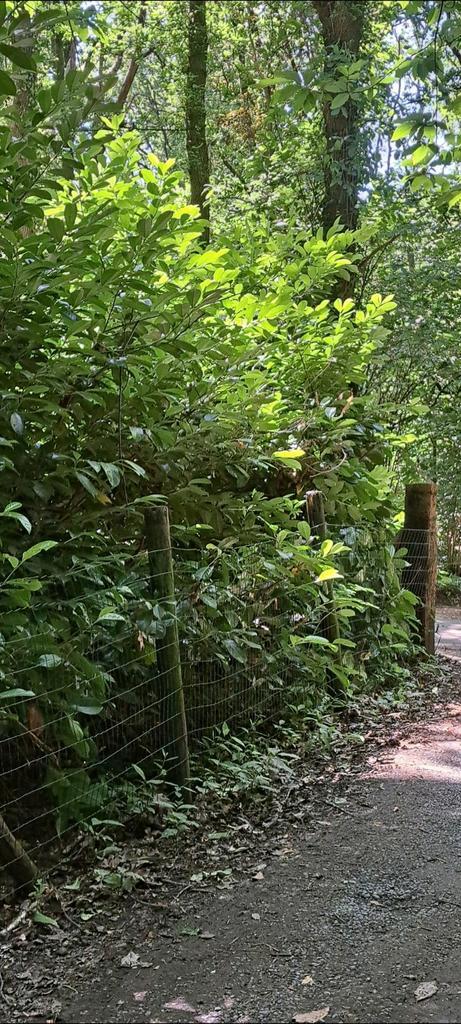 Klusjesman gezocht in bijverdienste voor haag in te korten, Tuin en Terras, Planten | Struiken en Hagen, Haag, Ophalen of Verzenden