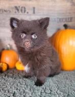 Pomeriaan pom pomeranian dwergkees pups Belgische pups, Dieren en Toebehoren, België, Keeshond, CDV (hondenziekte), 8 tot 15 weken