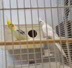 Kweekkoppel voor valkparkieten 2024, Dieren en Toebehoren, Vogels | Hokken en Kooien, Ophalen