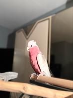 Je vend mes perroquets gris du gabon rosalbin deux eam, Mannelijk, Papegaai, Pratend