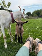 Bokjes ter adoptie, Dieren en Toebehoren, Schapen, Geiten en Varkens, Geit