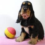 Prachtige Engelse Cocker Spaniël pups te koop (Belgisch), België, Handelaar, CDV (hondenziekte), 8 tot 15 weken
