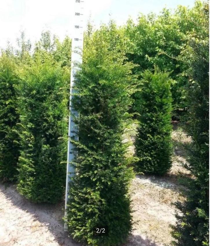 Hangplanten, Tuin en Terras, Planten | Struiken en Hagen, Taxus, Ophalen