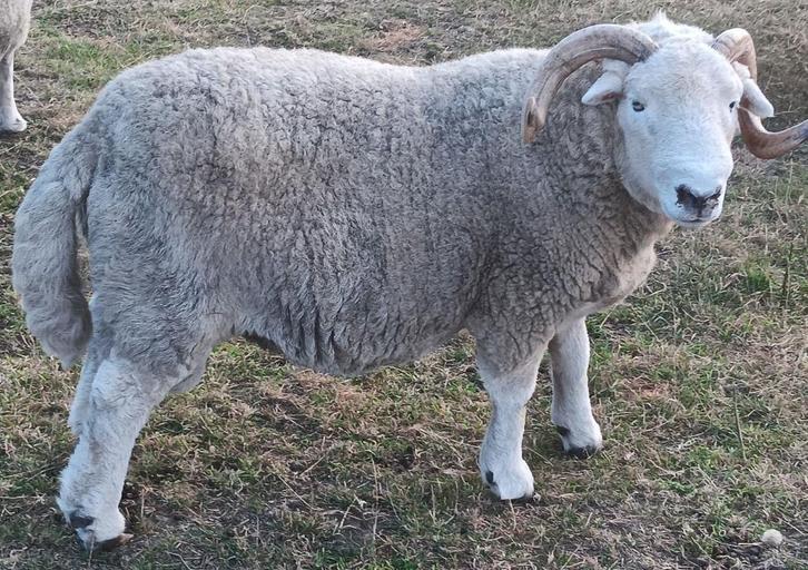 Herdwickram, Dieren en Toebehoren, Schapen, Geiten en Varkens, Schaap, Mannelijk