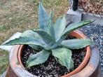 Agave Americana, kan in volle grond buiten overwinteren, Ophalen