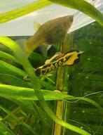 Guppy Endler * Oudenburg, Vis