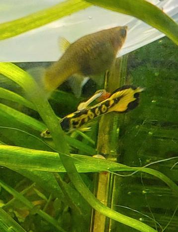 Guppy Endler * Oudenburg beschikbaar voor biedingen