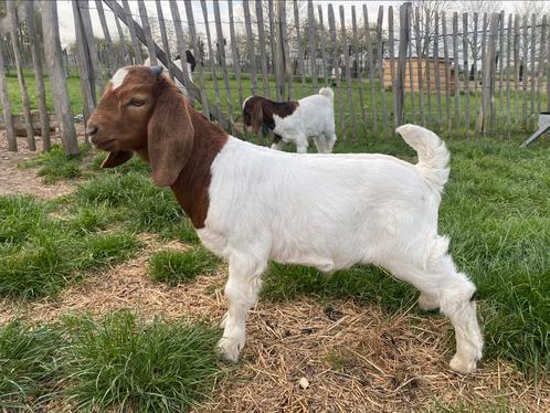 Boergeit Bokje te koop, Dieren en Toebehoren, Schapen, Geiten en Varkens, Geit, Mannelijk, 0 tot 2 jaar