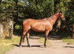 C pony, Dieren en Toebehoren, Gechipt, Ruin, Zadelmak, C pony (1.27m tot 1.37m)